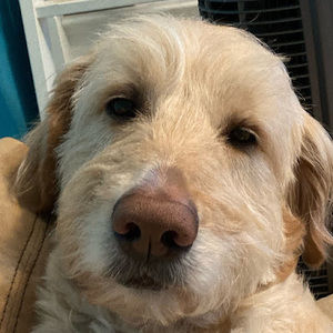 Meet your Posher, Presley